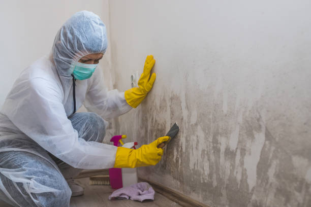 Professional Mold Removal in Northeast Ithaca, NY