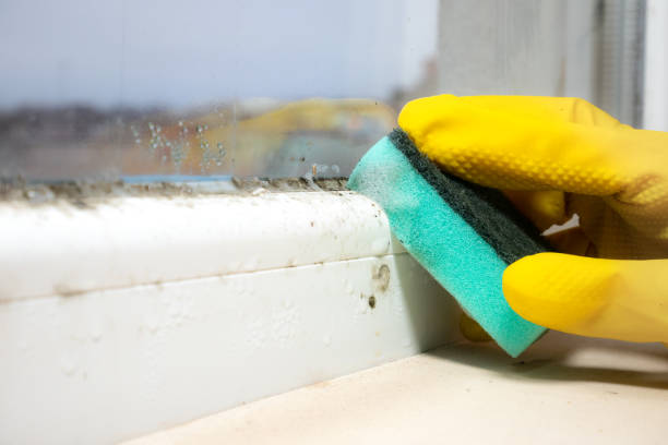 Best Mold Removal Company Near Me  in Northeast Ithaca, NY