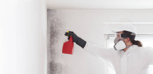 Best Local Mold Removal Service  in Northeast Ithaca, NY