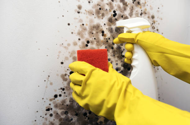 Best Fast Mold Removal  in Northeast Ithaca, NY