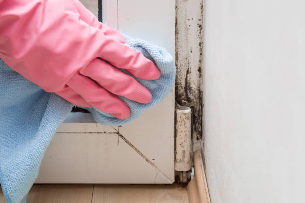 Best Emergency Mold Removal  in Northeast Ithaca, NY