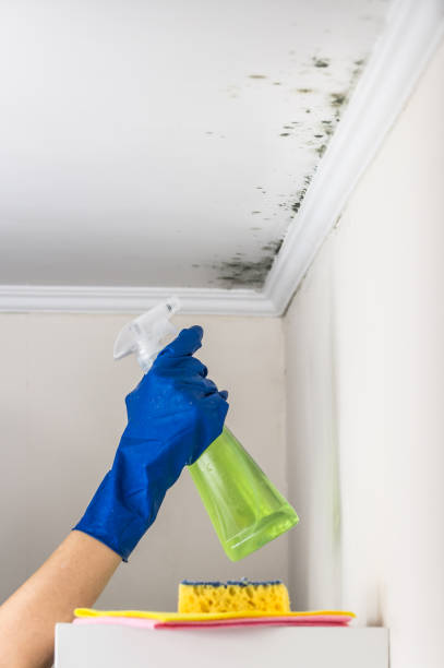 Best Residential Mold Removal  in Northeast Ithaca, NY